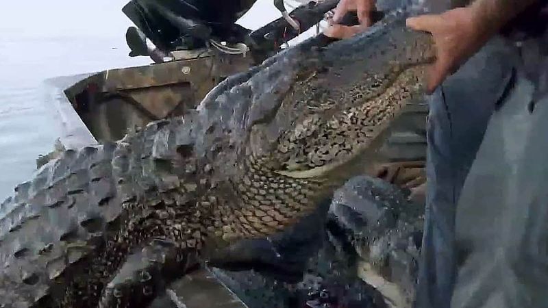 aligator