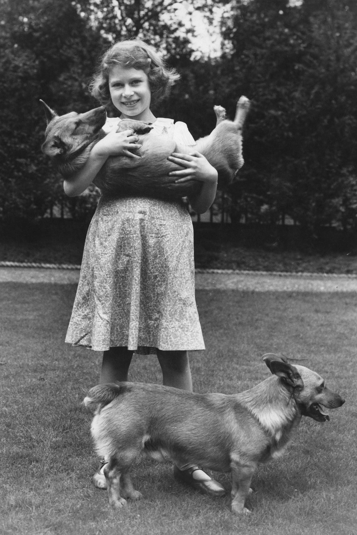 Pas, Fotografija, Canidae, Pasmina pasa, Snimka, Mesojed, Drevne pasmine pasa, Pembroke welsh corgi, Kunming vuk, švedski vallhund,