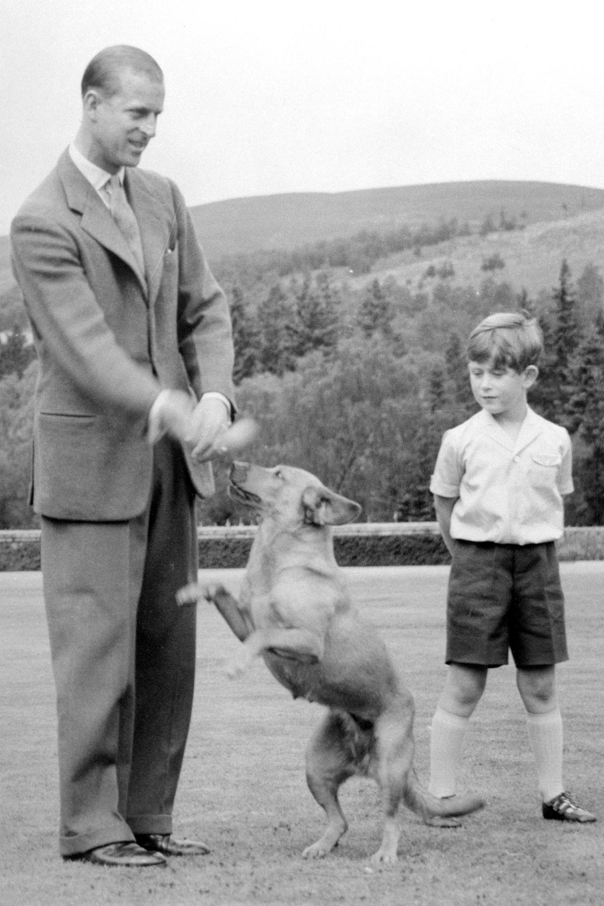 Ljudi, Stojeći, Canidae, Drevne pasmine pasa, Obitelj,
