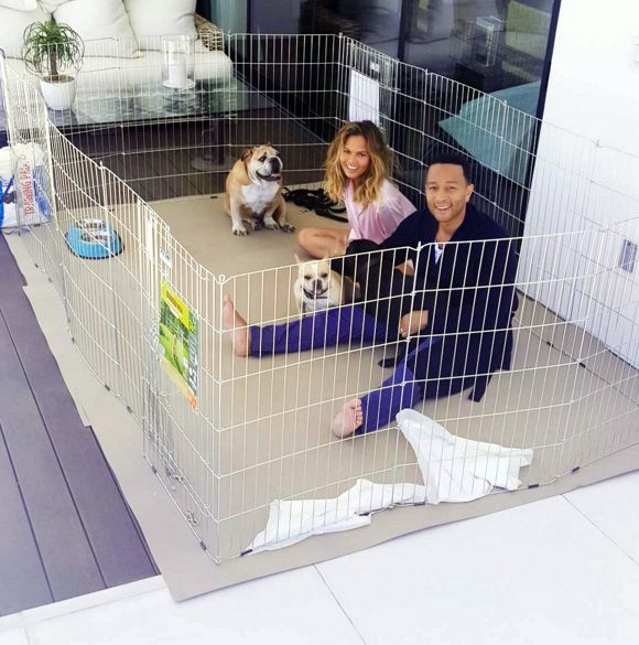Mentre è sul set, la coppia esce con i loro due cani nel 2015.