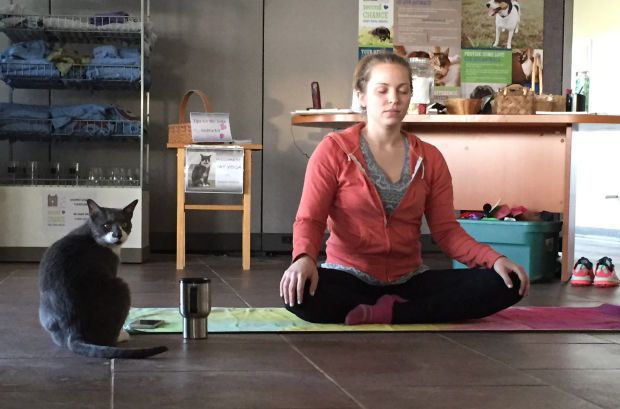 Katzenyoga 5