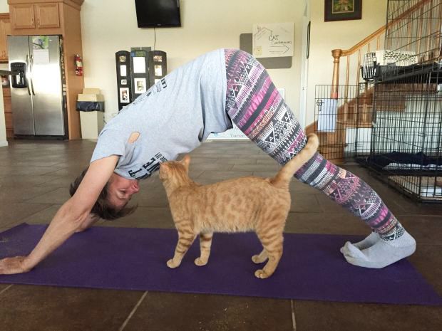 Katzenyoga 6