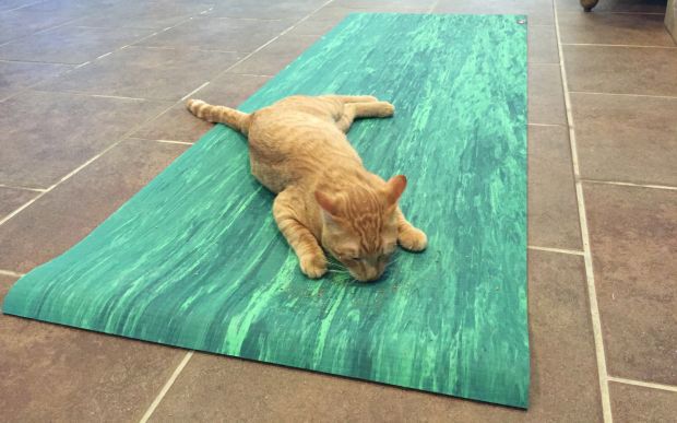 Ich habe Yoga mit Katzen in einem Tierheim gemacht und es war der beste Trainingskurs, den ich je gemacht habe