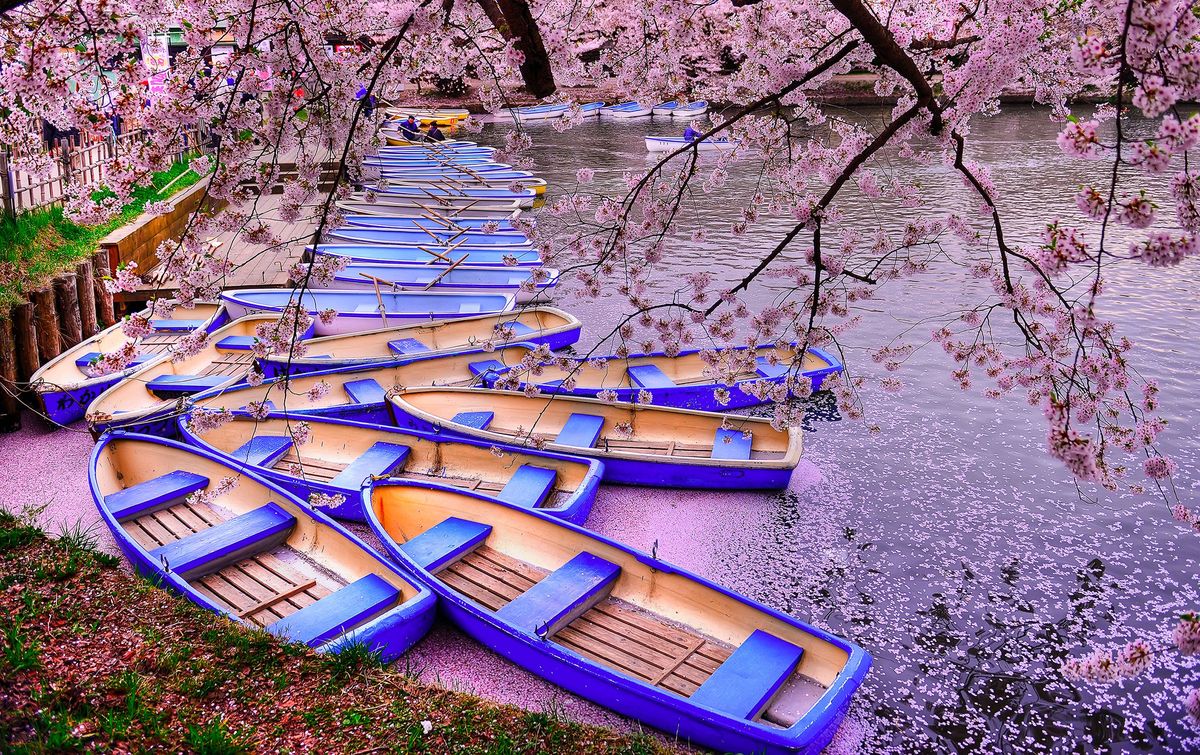 Cherry Deck