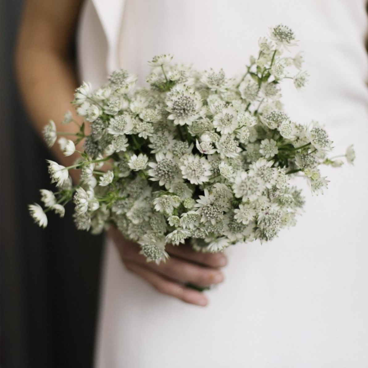 Blumenstrauß, Blume, Weiß, Foto, Pflanze, Schnittblumen, Blumenarrangement, Hand, Blumentopf, Kleid,
