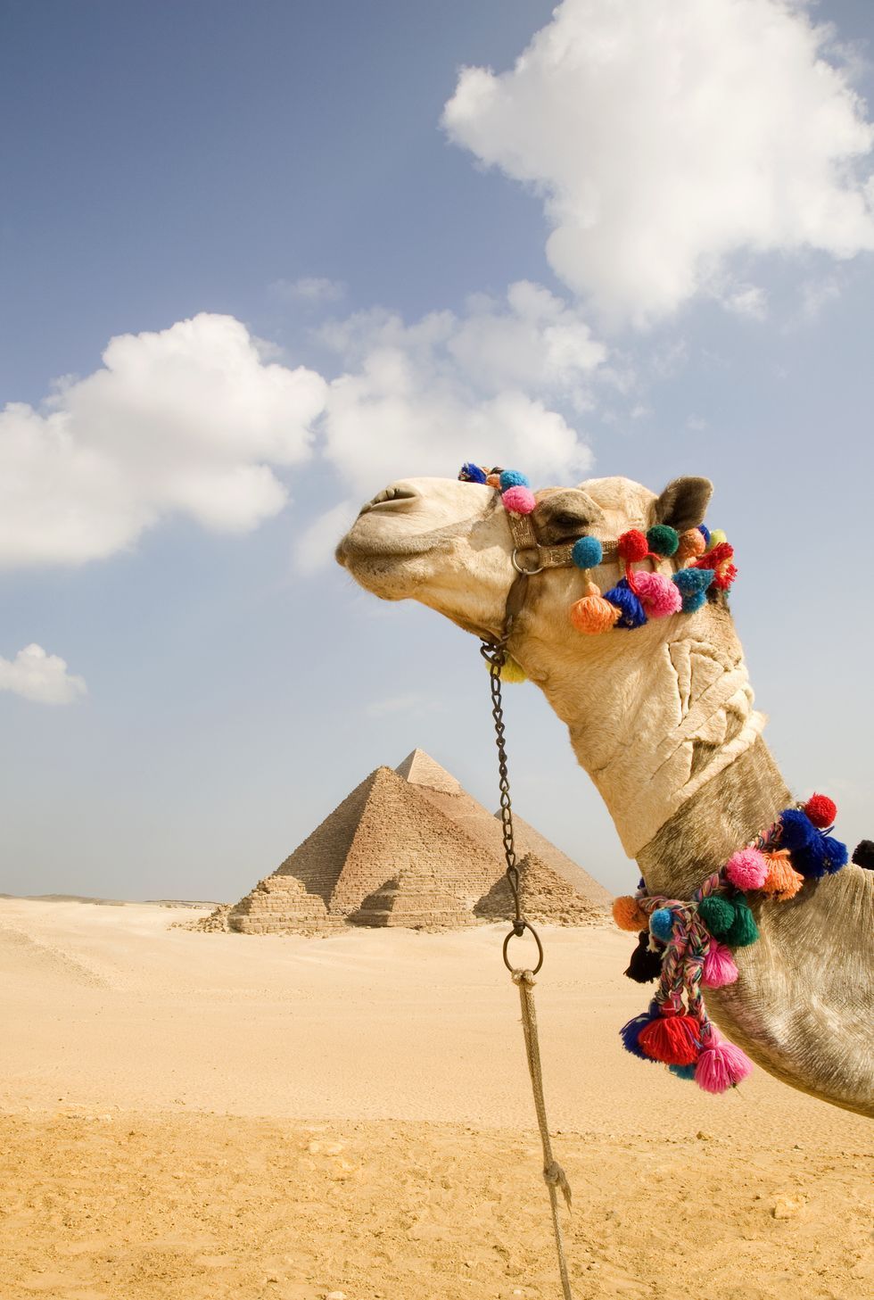 camelo no deserto com fundo de pirâmides