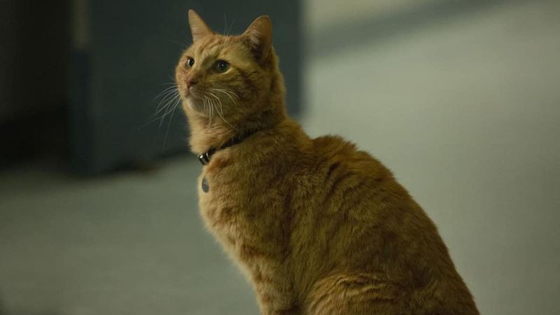 Колко финални кредитни сцени има в Captain Marvel?