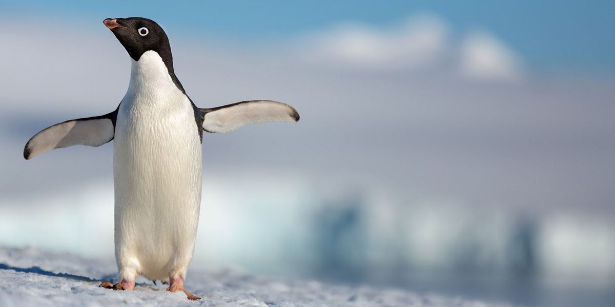 Pingvin, Ptica, Kičmenjak, Ptica bez leta, Gentoo pingvin, AdÃlie pingvin, Kljun, Carstveni pingvin, Arktik, Divljina,