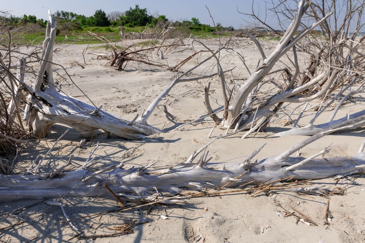 plaża driftwood na wyspie łowieckiej w południowej karolinie