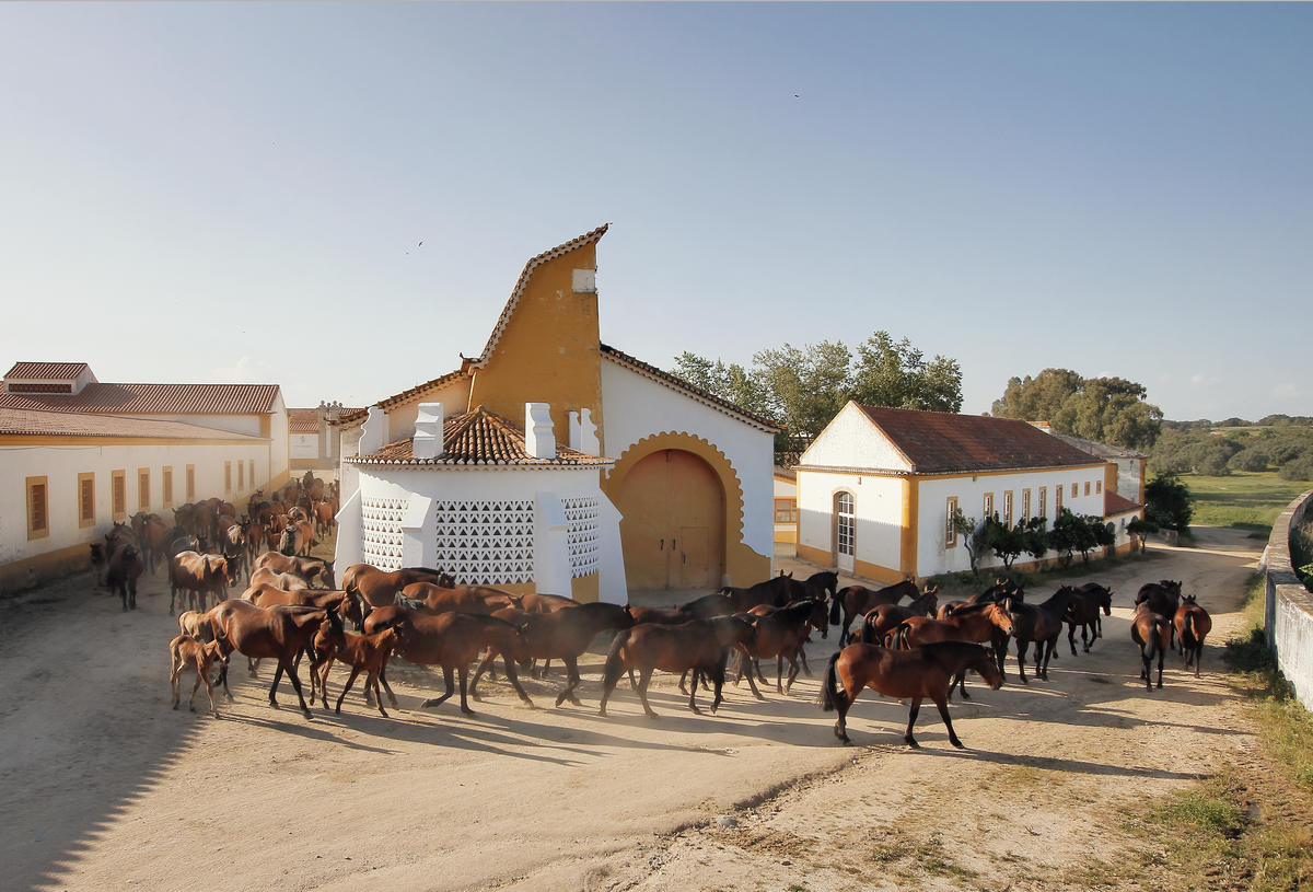 Herde, Ranch, Pferd, ländliches Gebiet, Landschaft, Ökoregion, Tourismus, Karren, Fahrzeug, Vieh,