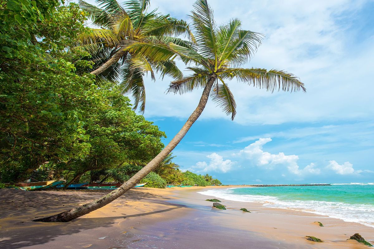 Palma kokosowa, plaża Mirissa, Sri Lanka